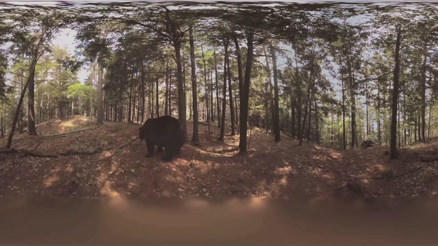 【360° VR】熊 超清 4K【元宇宙素材】图