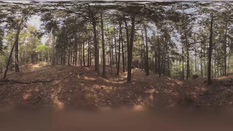 【360° VR】熊 超清 4K【元宇宙素材】图