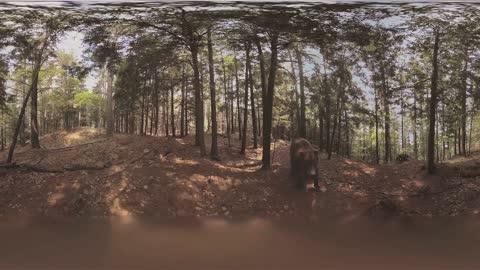 【360° VR】熊 超清 4K【元宇宙素材】图