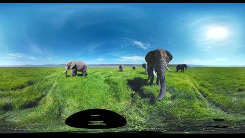 【360° VR】被野生大象包围 超清 4K【元宇宙素材】图