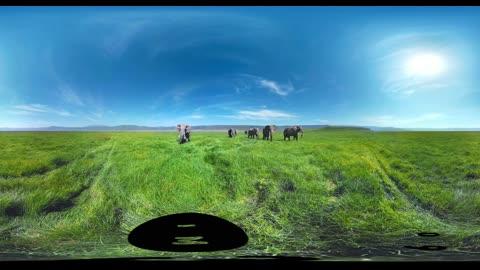 【360° VR】被野生大象包围 超清 4K【元宇宙素材】图