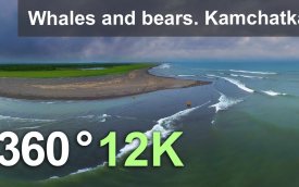 【360° VR】鲸鱼和熊。俄罗斯白令海东海岸堪察加半岛。12K空中360视频 超清 4K【元宇宙素材】