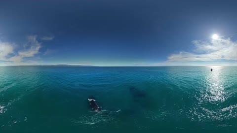 【360° VR】鲸鱼和熊。俄罗斯白令海东海岸堪察加半岛。12K空中360视频 超清 4K【元宇宙素材】图 【360° VR】鲸鱼和熊。俄罗斯白令海东海岸堪察加半岛。12K空中360视频 超清 4K【元宇宙素材】图